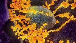 [:es] El origen del coronavirus SARS-CoV-2, a la luz de la evolución[:]