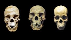 [:es]Three men were buried in Mexico 500 years ago. DNA and bones reveal their stories of enslavement[:]