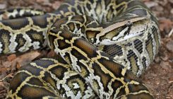 [:es]‘Monty’s a good snake, aren’t you?’: Is the way pythons control their own genes the future of medicine?[:]