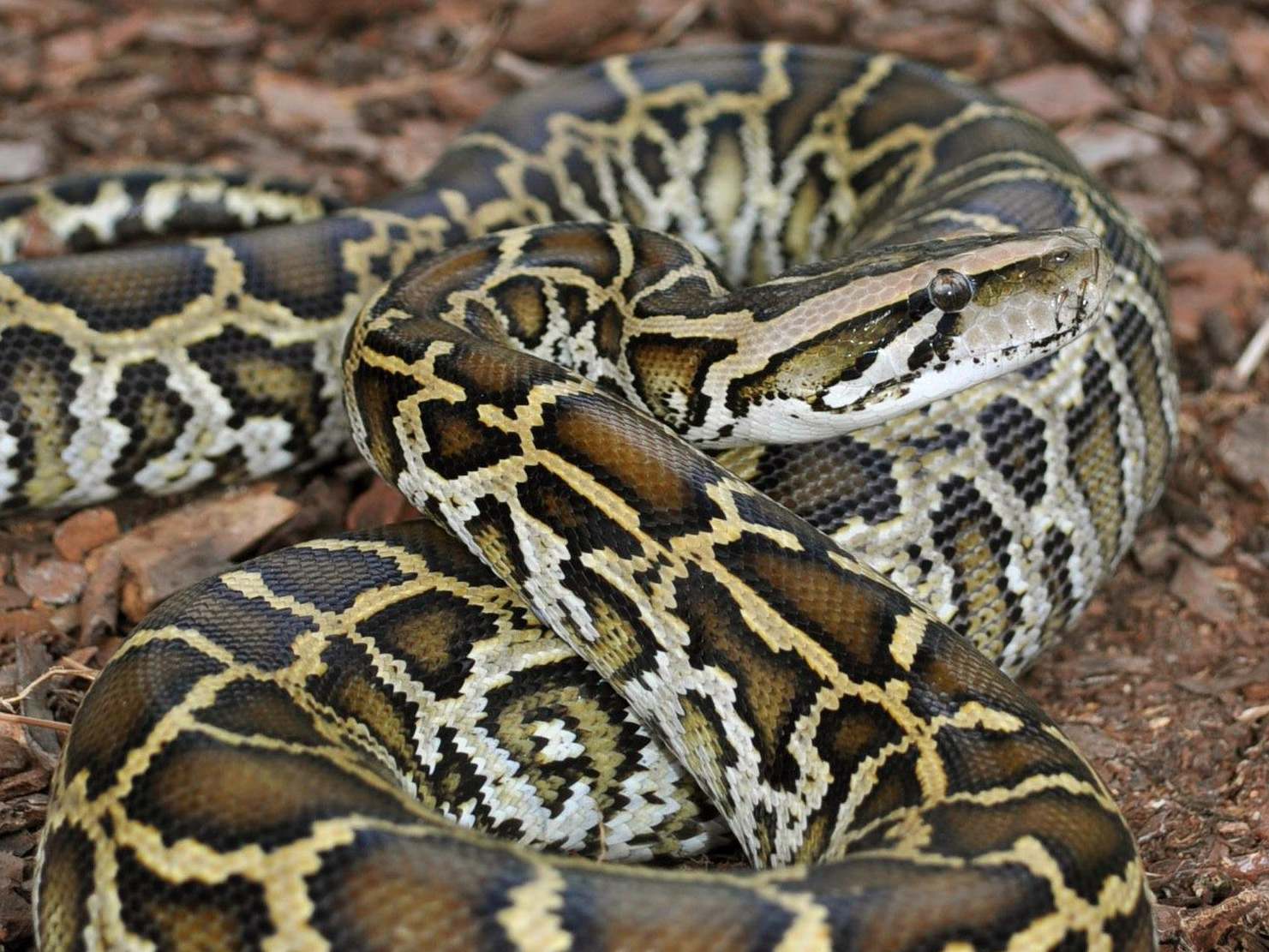 [:es]‘Monty’s a good snake, aren’t you?’: Is the way pythons control their own genes the future of medicine?[:]