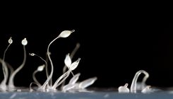 [:es]Out-of-Sync ‘Loners’ May Secretly Protect Orderly Swarms[:]
