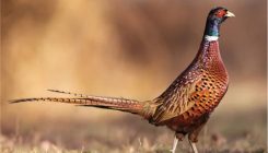 [:es]Earliest ‘Chickens’ Were Actually Pheasants[:]