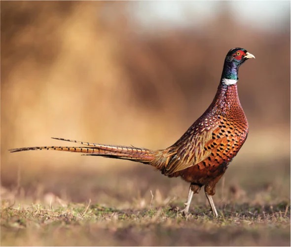 [:es]Earliest ‘Chickens’ Were Actually Pheasants[:]