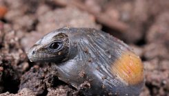[:es]Egg Laying or Live Birth: How Evolution Chooses[:]