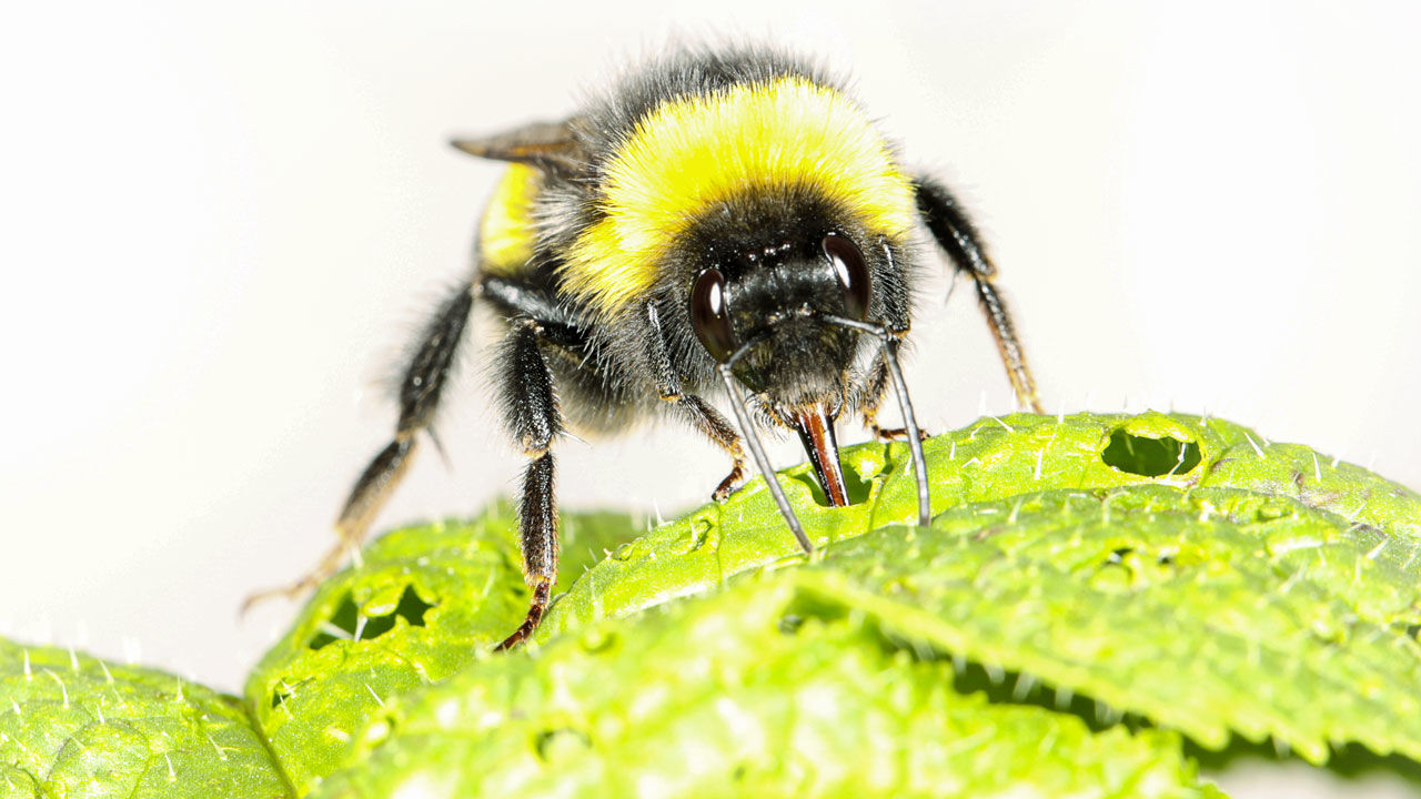 [:es]Hungry bumble bees make plants flower early by cutting holes in their leaves[:]