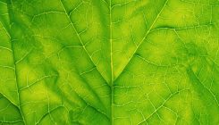 [:es]Cyber-spinach turns sunlight into sugar[:]