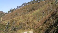 [:es]Eukalipto-landaketak Urumea ibaian[:]