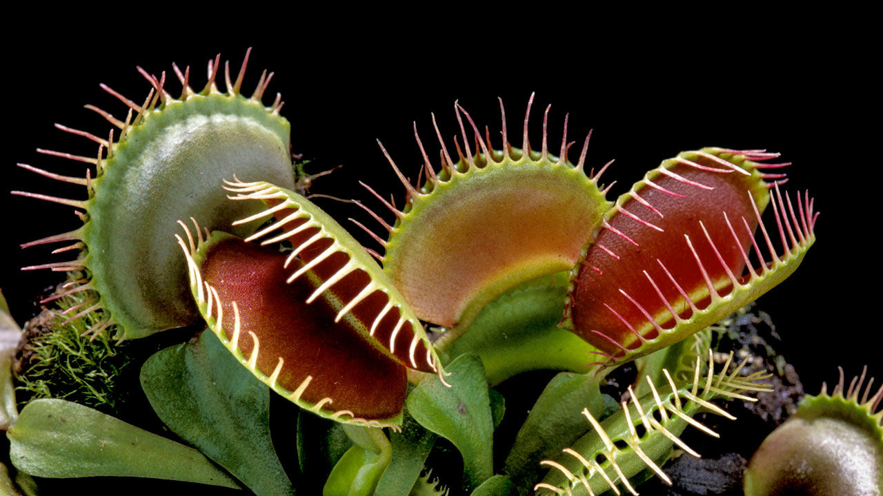 [:es]How Venus flytraps evolved their taste for meat[:]