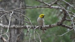 [:es]Birds change their tunes after wildfires[:]