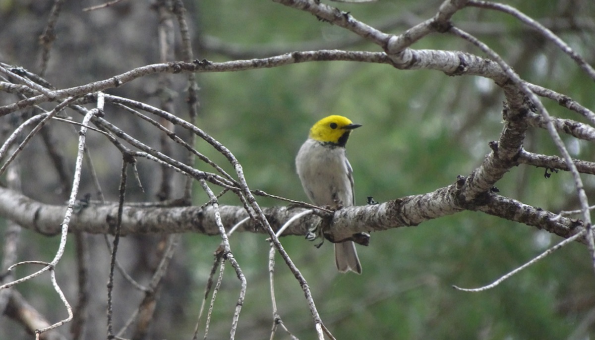 [:es]Birds change their tunes after wildfires[:]