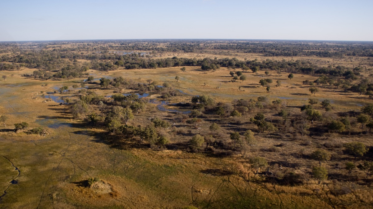 [:es]Did landscapes make land animals smart?[:]