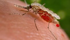 [:es]Logran inducir la conversión sexual masiva del parásito de la malaria en el laboratorio [:]