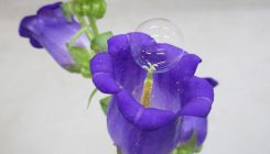 [:es]Pompas de jabón para polinizar las flores[:]