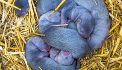 [:es]Coronavirus rips through Dutch mink farms, triggering culls to prevent human infections[:]
