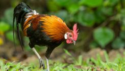 [:es]The chicken first crossed the road in Southeast Asia, ‘landmark’ gene study finds[:]