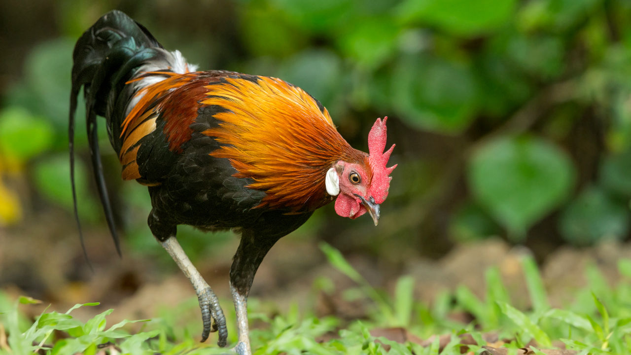 [:es]The chicken first crossed the road in Southeast Asia, ‘landmark’ gene study finds[:]