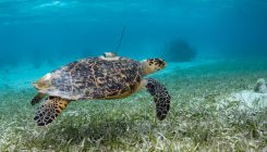 [:es]How STRANGE are your study animals?[:]