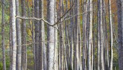 [:es] ¿Es una buena idea plantar 3.000 millones de árboles en Europa?[:]