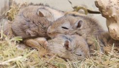 [:es]Hibernazioan sartzea eragiten duen zirkuitu neuronala aurkitu dute[:]