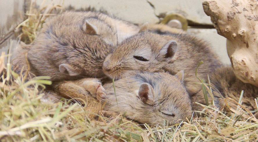 [:es]Hibernazioan sartzea eragiten duen zirkuitu neuronala aurkitu dute[:]