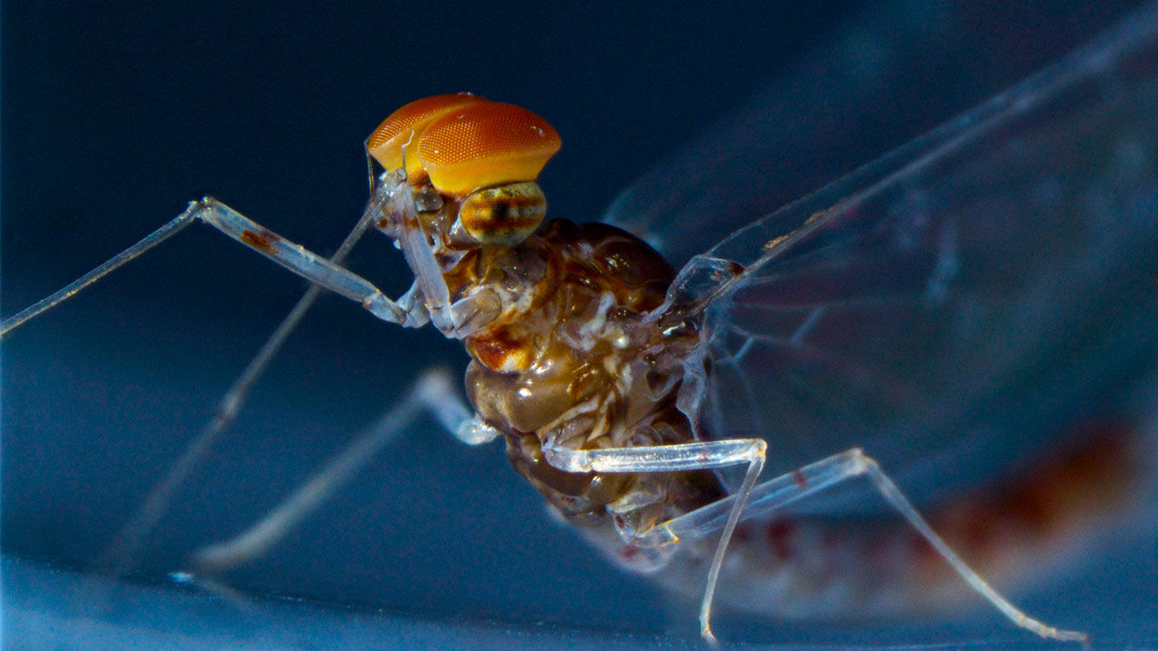 [:es]Insect wings evolved from legs, mayfly genome suggests[:]