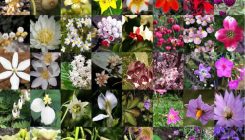 [:es]The evolution of flowering plants[:]