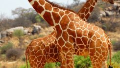 [:es]A plan for a unified species classification[:]
