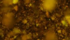 [:es]Científicos reviven microbios atrapados en el fondo marino hace 100 millones de años[:]