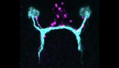 [:es]A Worm’s Hidden Map for Growing New Eyes[:]