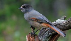 [:es]Por qué los padres tienen un papel esencial en el desarrollo cognitivo de algunos animales[:]