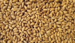 [:es]Bertikalera eramanda, nekazaritza ehunka aldiz oparoagoa izan liteke[:]