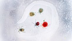 [:es]Los ácaros acuáticos, futuros ‘guardianes’ de la salud humana[:]