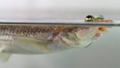 [:es]Por qué los peces de cuatro ojos tienen genitales asimétricos[:]