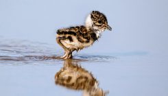 [:es]Global warming shrinks bird breeding windows, potentially threatening species[:]