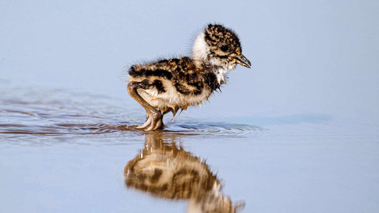 [:es]Global warming shrinks bird breeding windows, potentially threatening species[:]