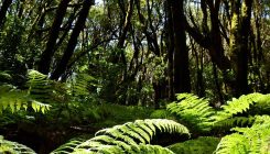[:es]Los bosques del futuro no absorberán tanto CO2 y no compensarán la crisis climática[:]