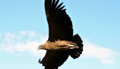 [:es]Los cóndores pueden volar 160 km sin batir las alas[:]