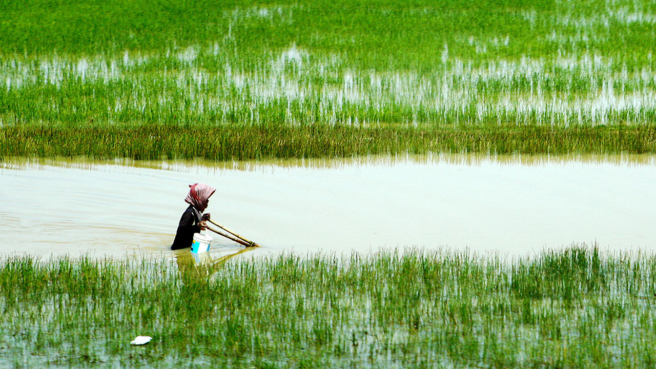 [:es]New genes control plant height, could lead to flood-proof crops[:]