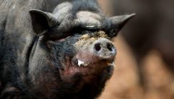 [:es]The Clock Is Ticking on America’s ‘Feral Swine Bomb’[:]