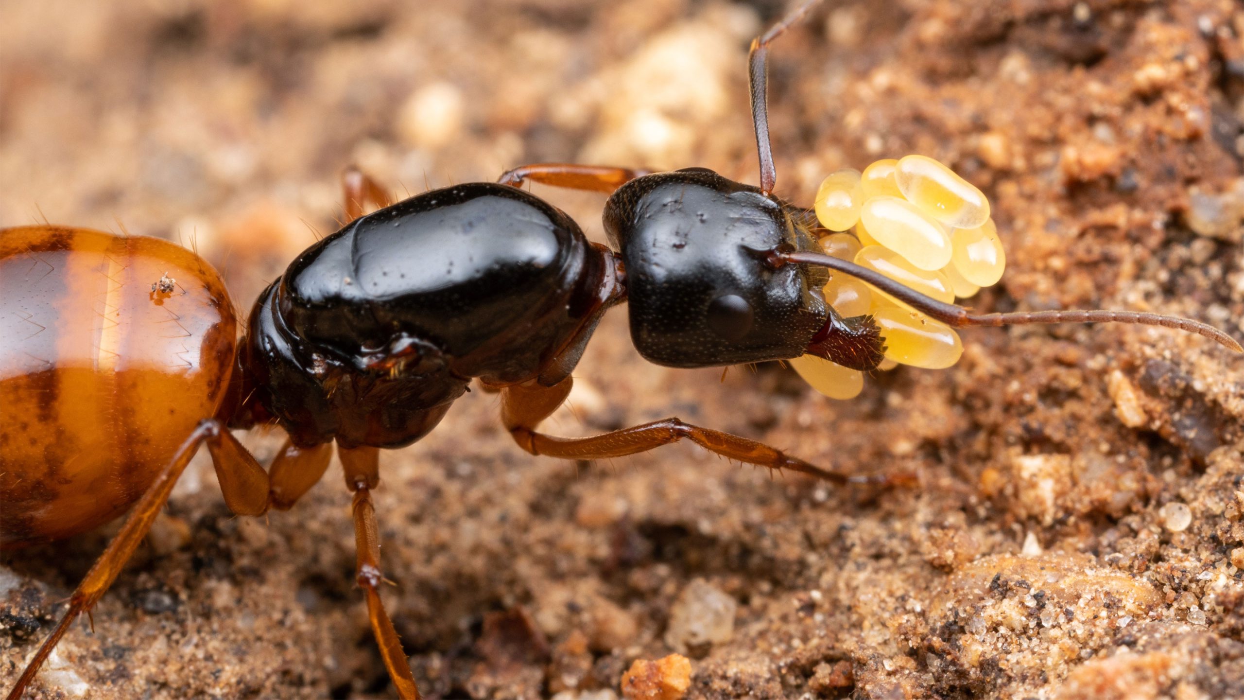 [:es]How Two Became One: Origins of a Mysterious Symbiosis Found[:]