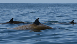 [:es]Beaked Whale Shatters Record With 3 Hour 42 Minute Dive[:]