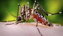 [:es]Eltxoek zabaldutako gaitzek Afrikan izango duten ibilbidea aurreikusi dute[:]