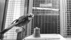 [:es]Los animales engañan a otros con trucos de magia igual que los humanos[:]