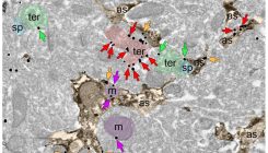 [:es]Kanabinoideek glukosaren metabolismoan duten eraginaren ondorioz, apaldu egiten dute elkarrekintza soziala [:]