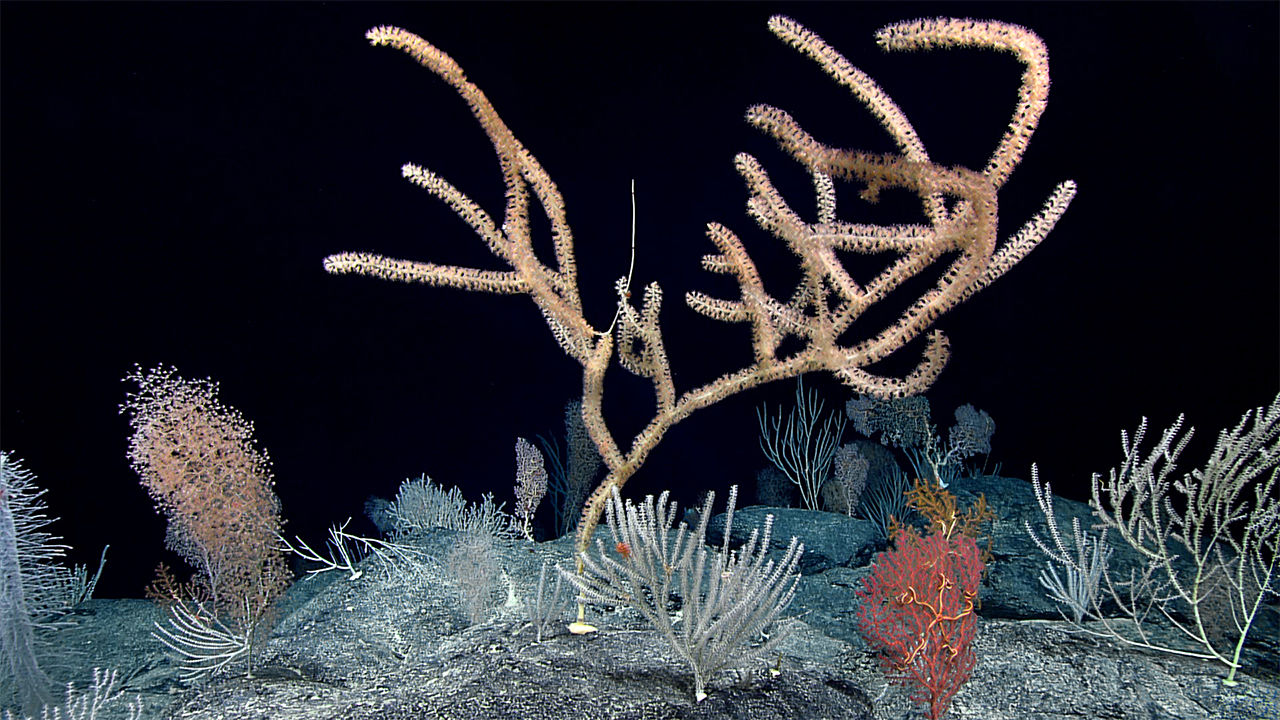 [:es]Deep beneath the high seas, researchers find rich coral oases[:]