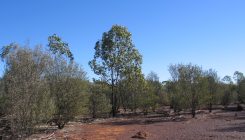 [:es]Forest regrowth’s role in carbon capture[:]