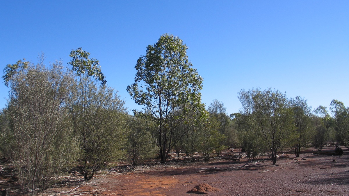 [:es]Forest regrowth’s role in carbon capture[:]