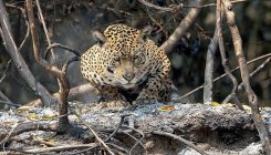 [:es]‘Apocalyptic’ fires are ravaging the world’s largest tropical wetland[:]