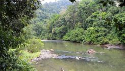 [:es] Restored Tropical Forests Recover Faster Than Those Left Alone [:]