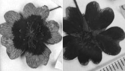 [:es]Flower colors are changing in response to climate change[:]